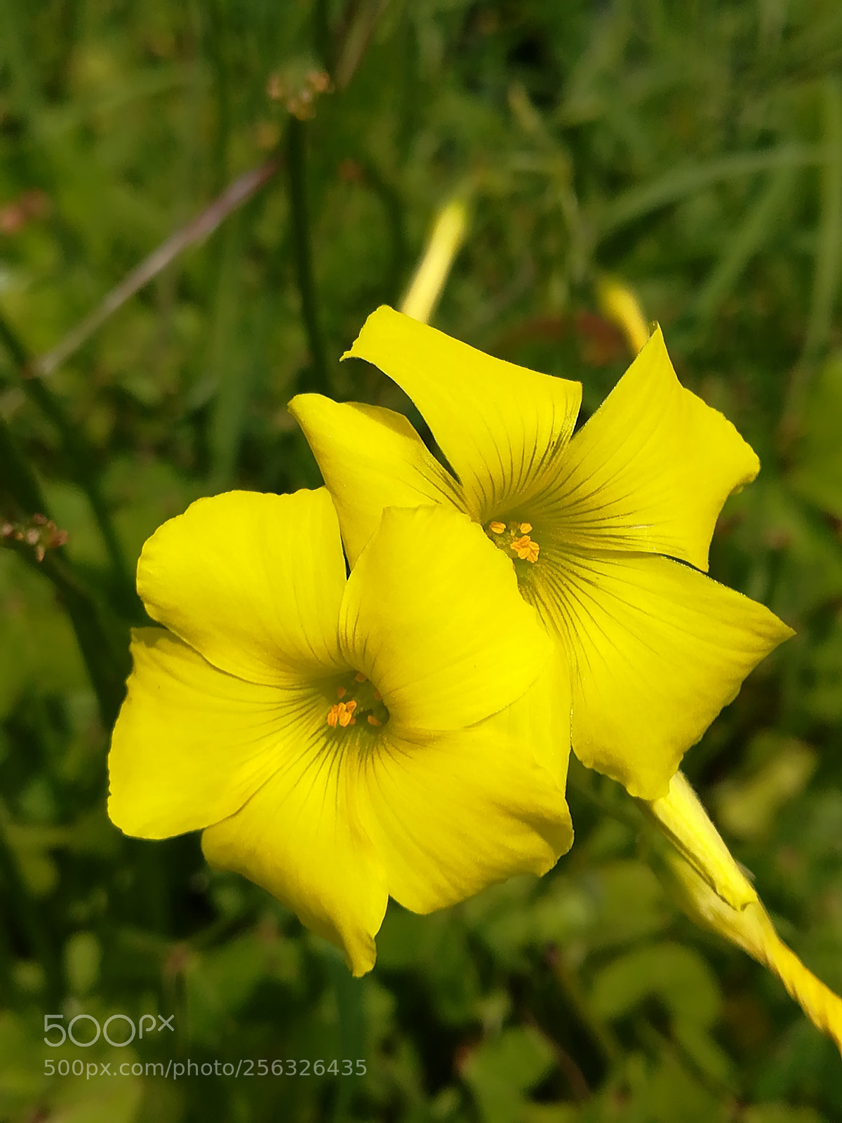 HUAWEI PRA-LX1 sample photo. Yellow flowers photography