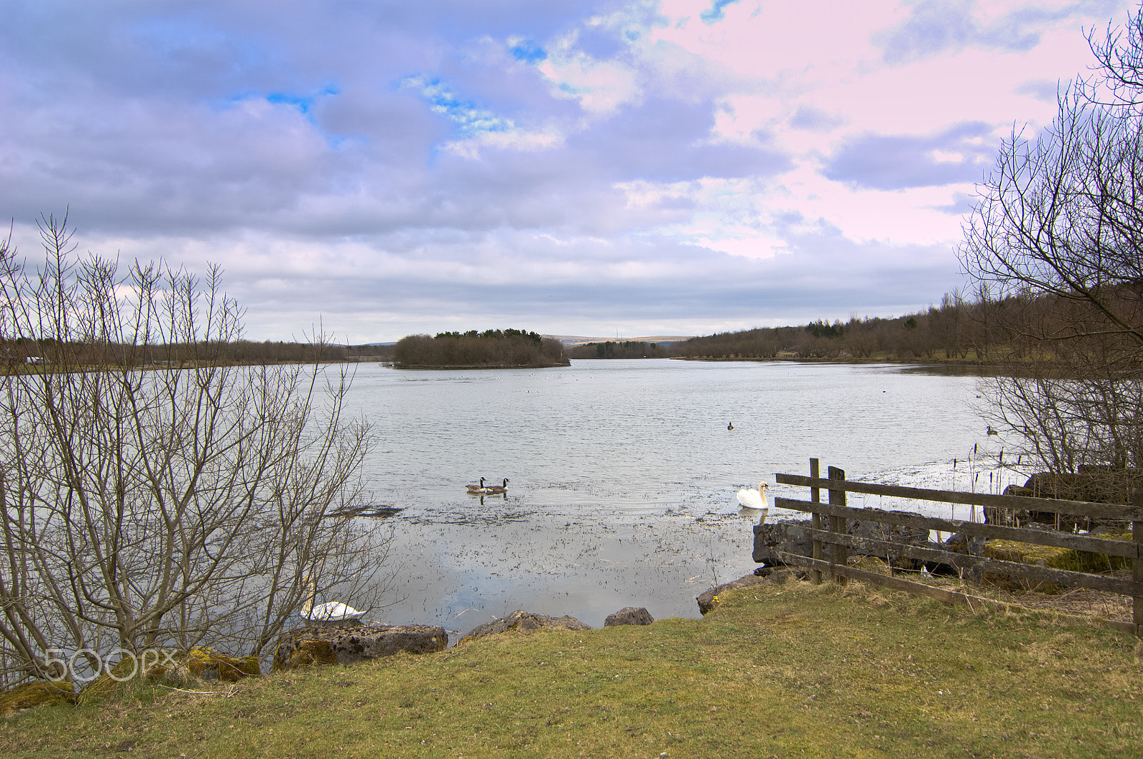 Nikon D2X sample photo. Lake and wildfowl photography