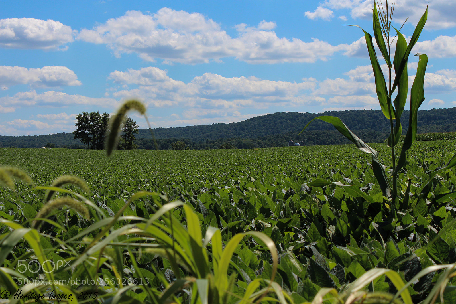 Canon EOS 650D (EOS Rebel T4i / EOS Kiss X6i) sample photo. Alone against the sky photography