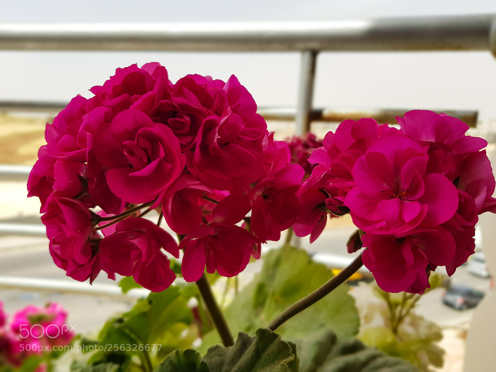 Samsung Galaxy S8+ sample photo. Beautiful pink flowers photography