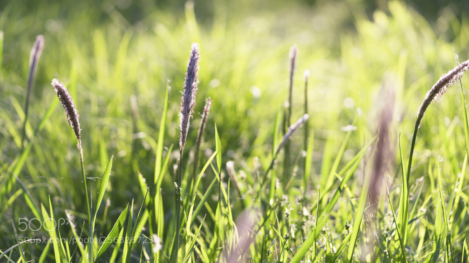 Sony a7R II sample photo. Sprouting grass photography