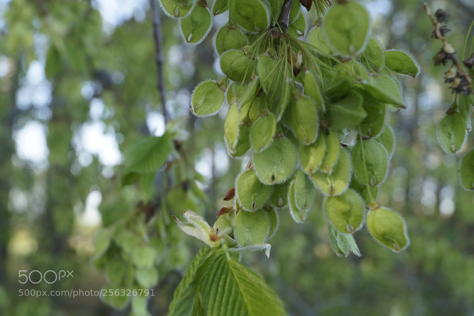 Sony SLT-A58 sample photo. Springtime photography