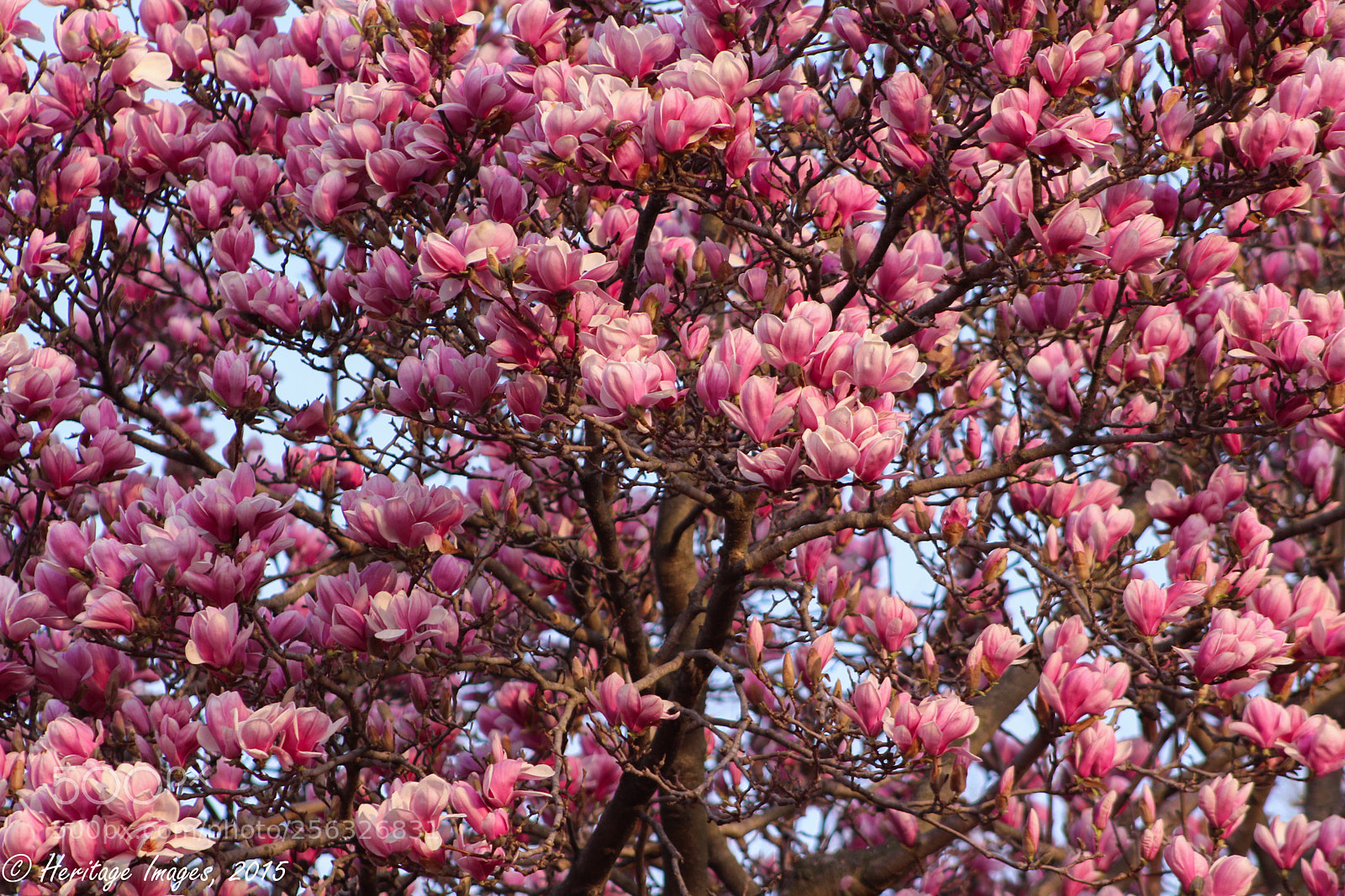 Canon EOS 650D (EOS Rebel T4i / EOS Kiss X6i) sample photo. Magnolia photography