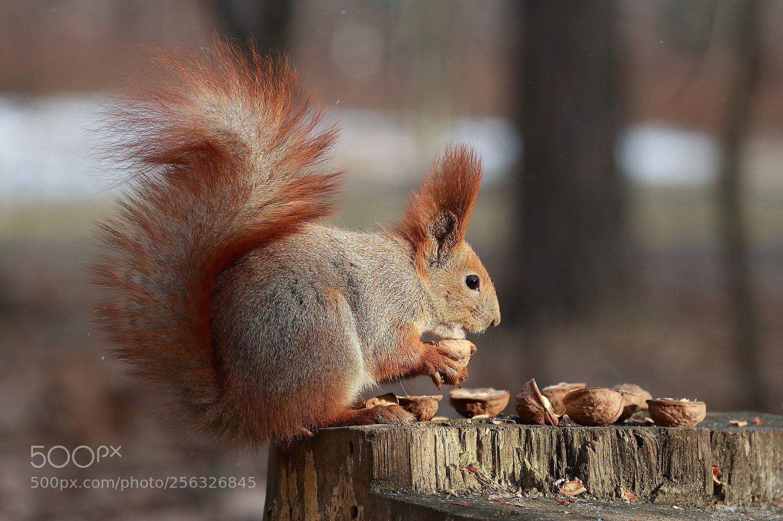 Canon EOS 80D sample photo. Squirrel eats walnuts photography