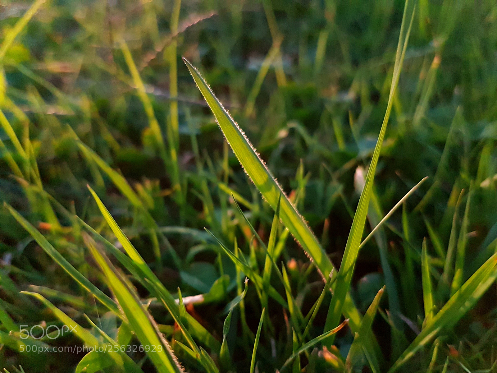Samsung Galaxy S7 Edge sample photo. Grass photography