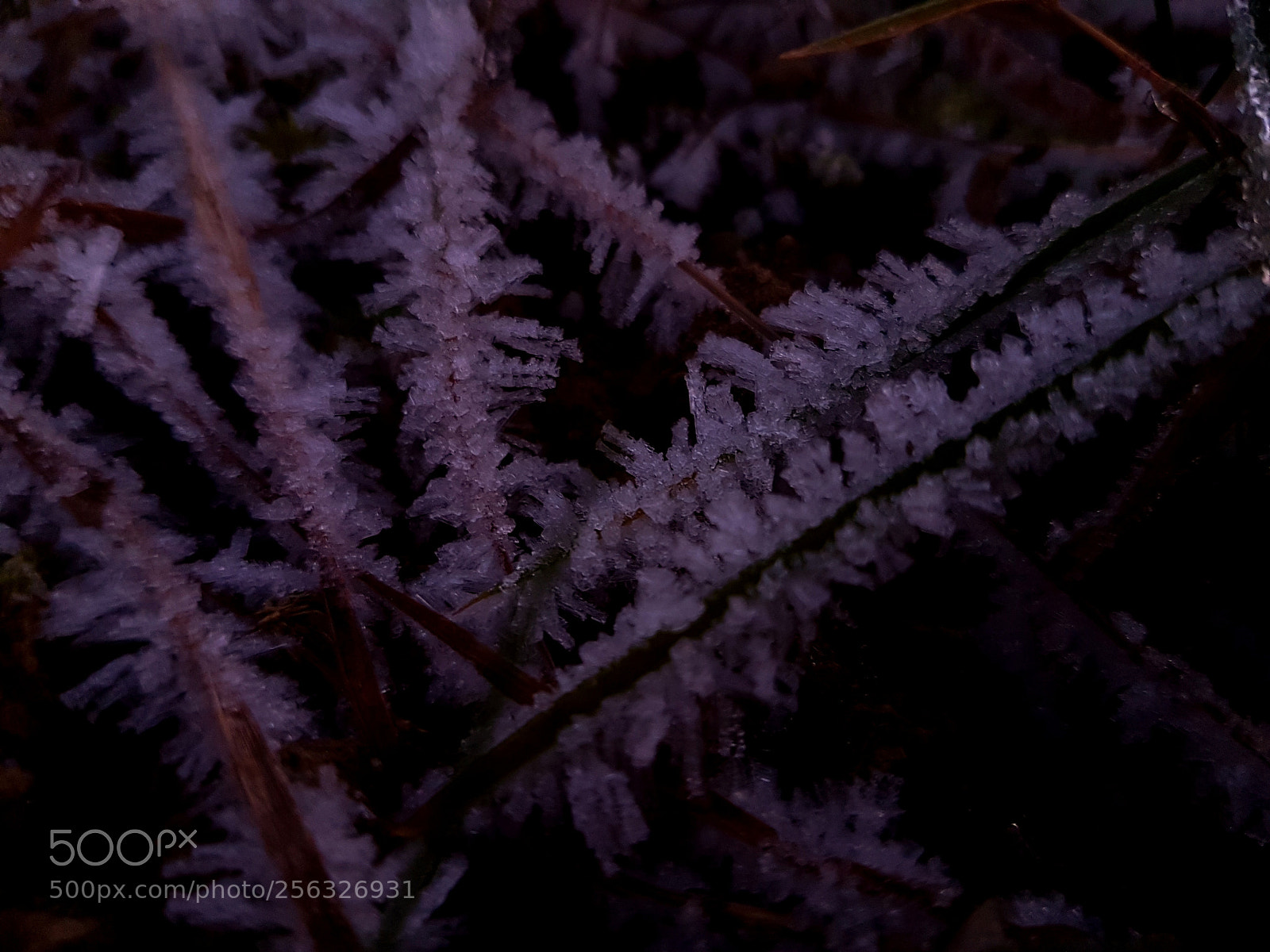 Samsung Galaxy S7 Edge sample photo. Frost on grass photography