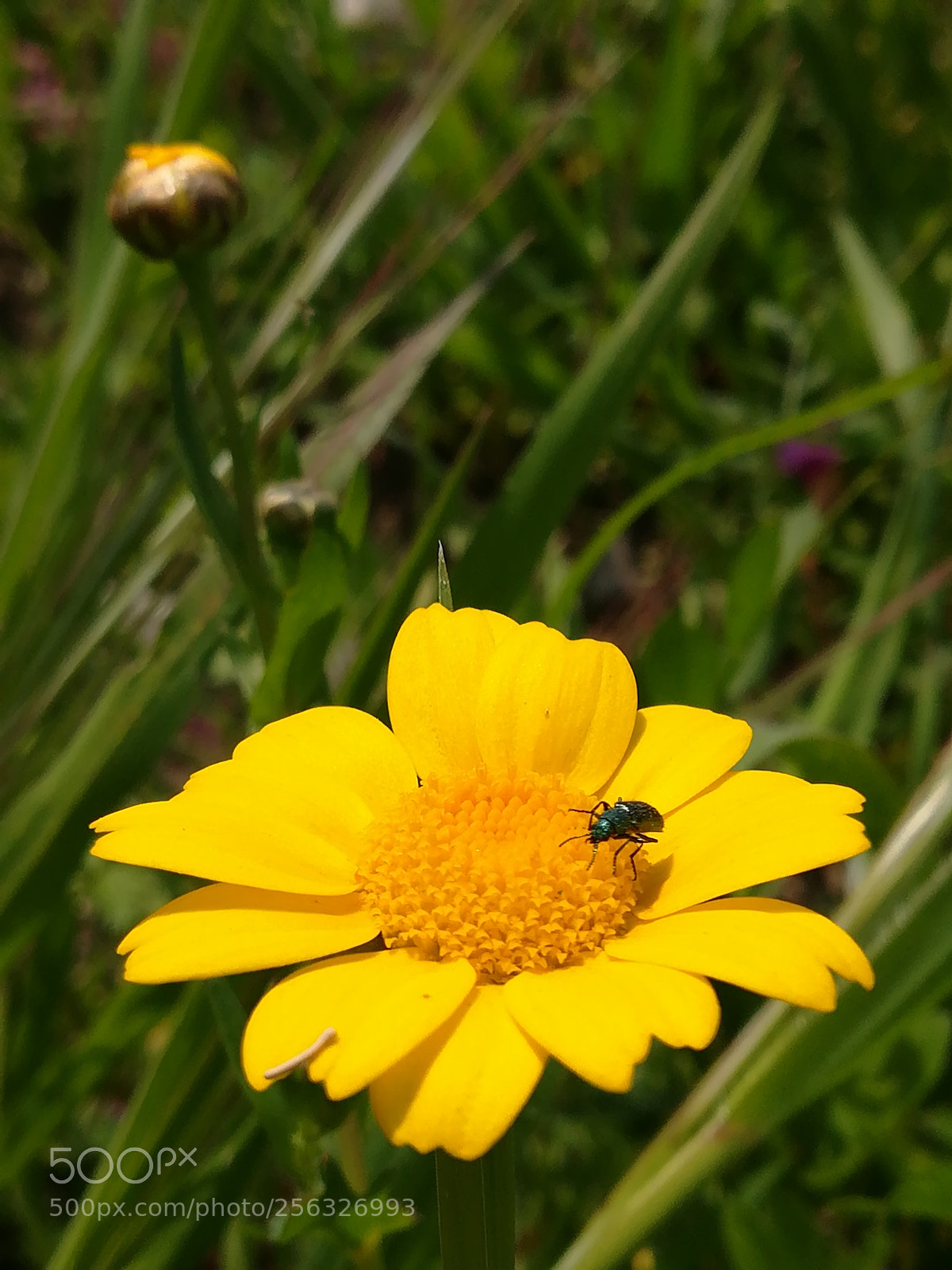 HUAWEI PRA-LX1 sample photo. Insect photography