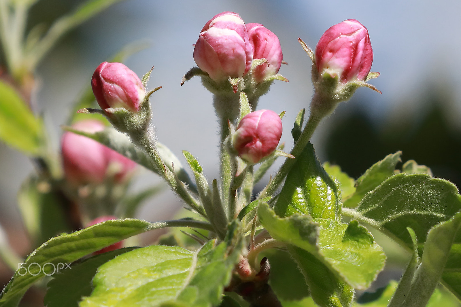 Canon EF 70-200mm F2.8L IS II USM sample photo. Apple flower photography