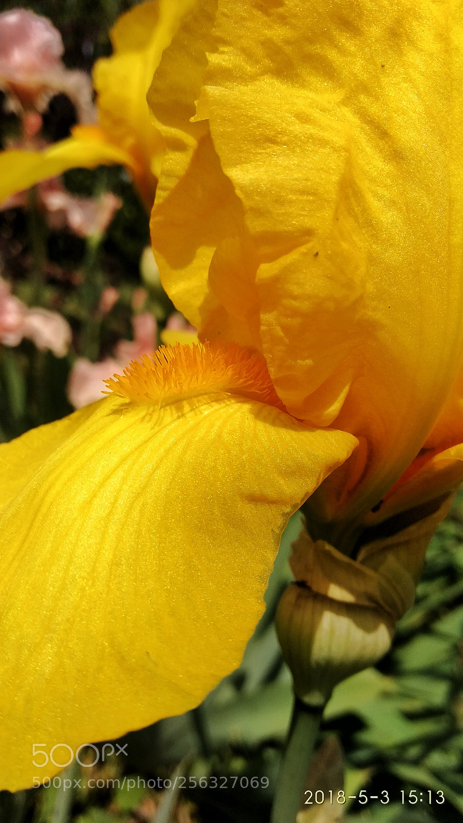 Xiaomi Redmi Note 4 sample photo. Untitled photography