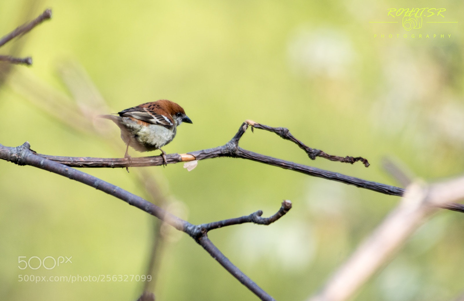 Nikon D3200 sample photo. Russet sparrow photography