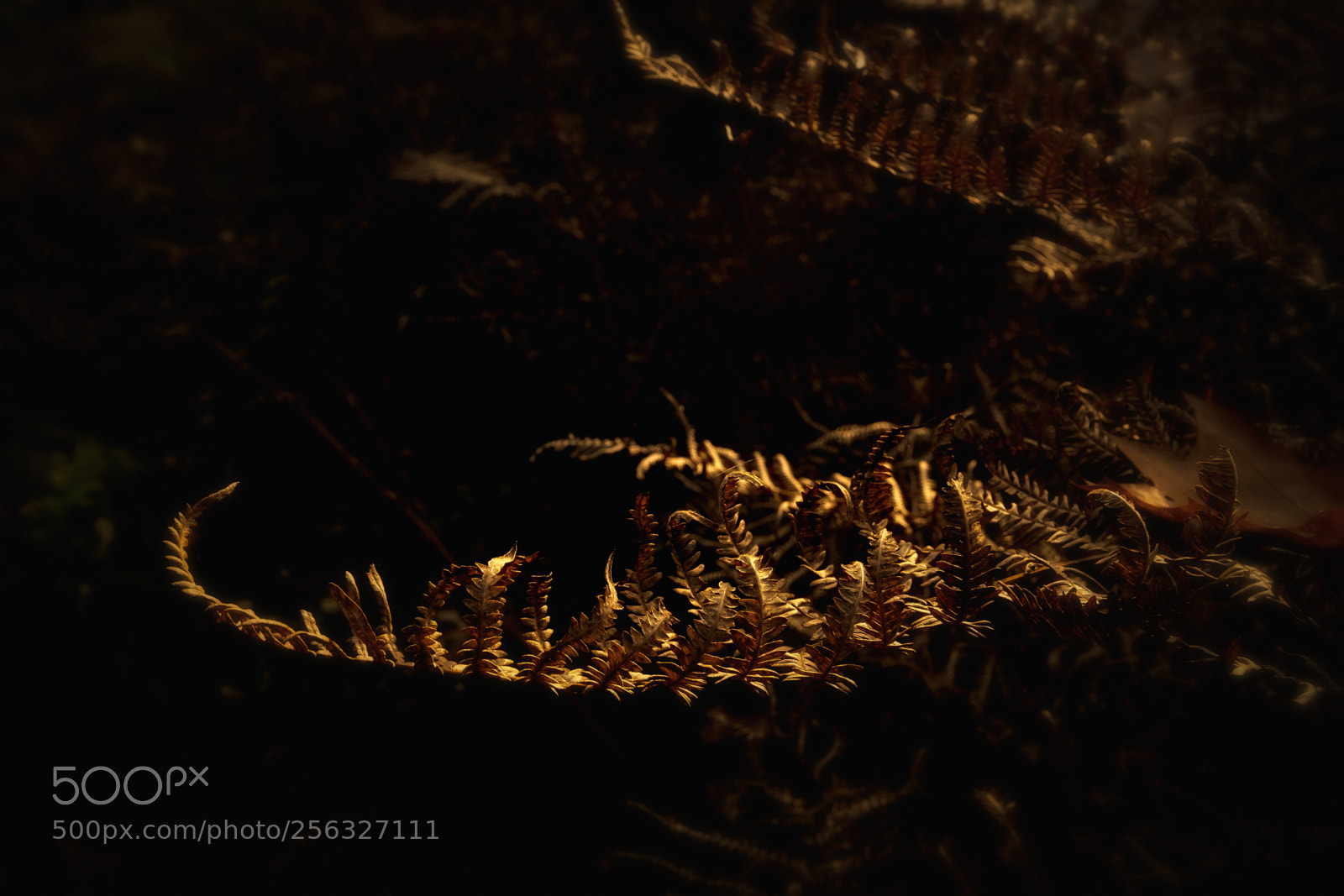 Fujifilm X-T2 sample photo. "golden ferns" photography