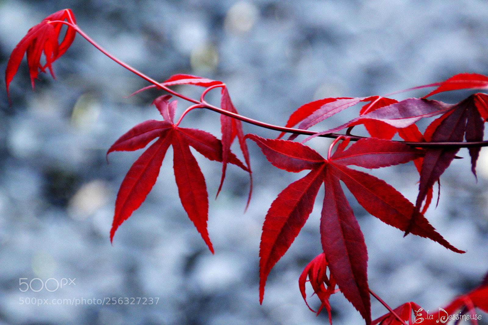 Canon EOS 700D (EOS Rebel T5i / EOS Kiss X7i) sample photo. Img photography