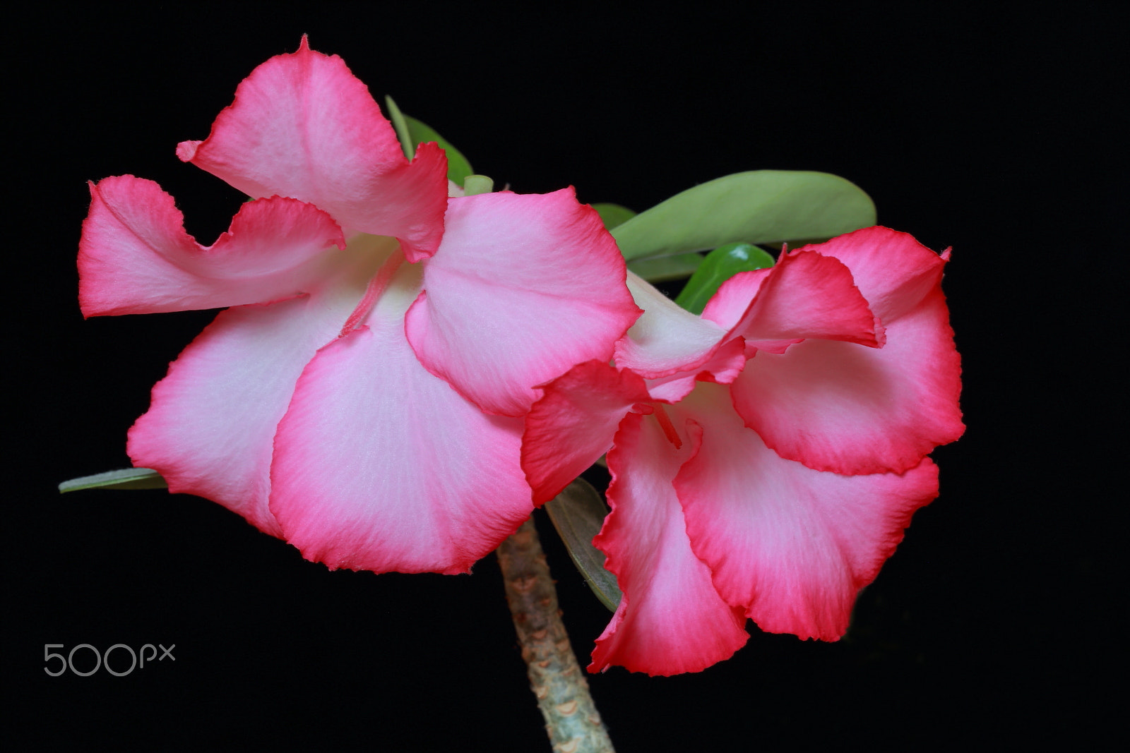 Canon EF 100mm F2.8L Macro IS USM sample photo. Adenium photography