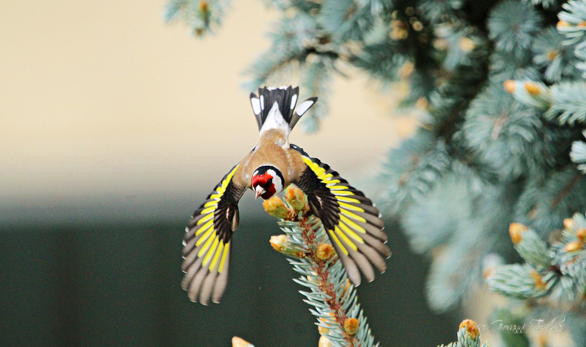 Sigma 150-600mm F5-6.3 DG OS HSM | C sample photo. Carduelis carduelis photography