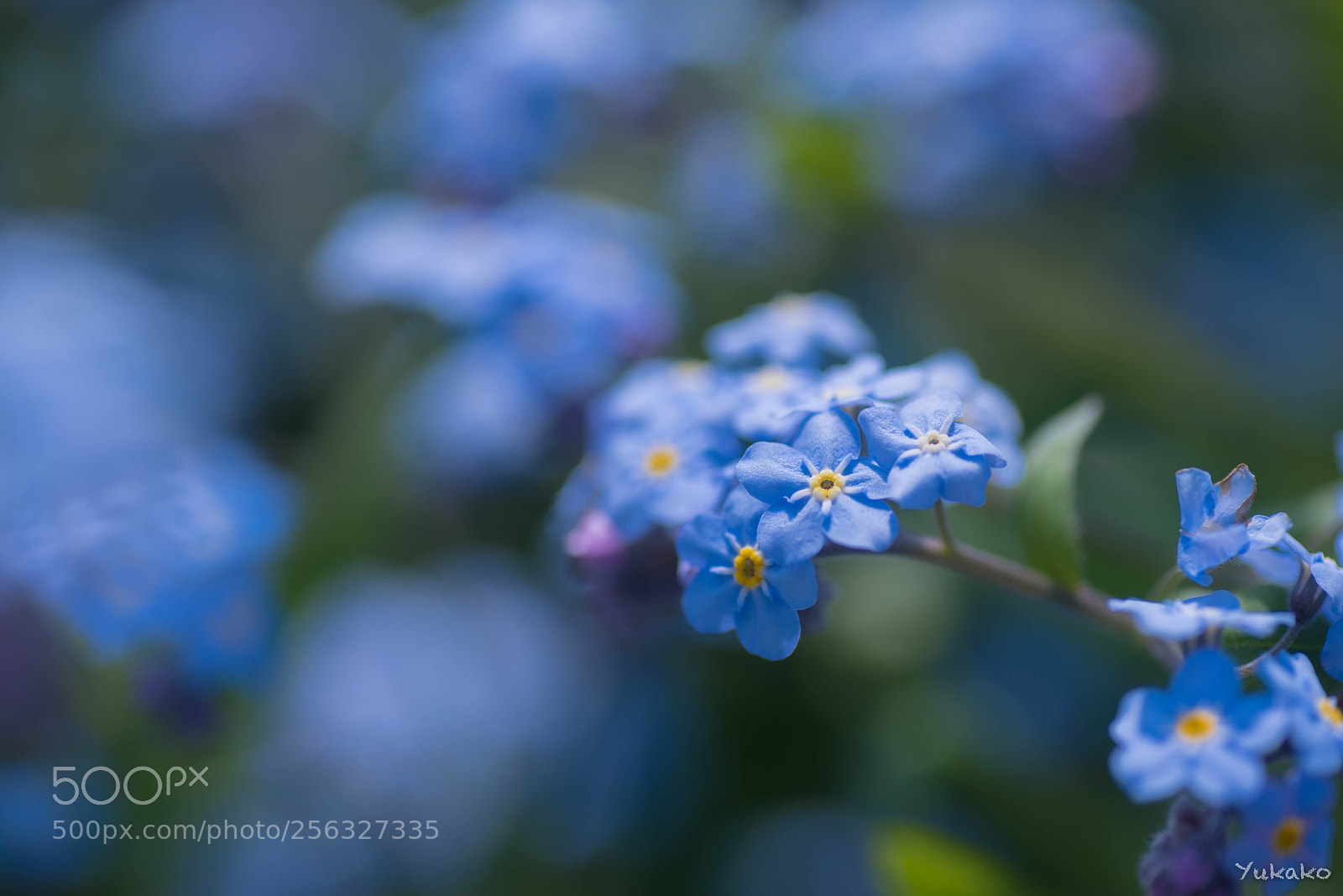 Nikon D750 sample photo. Forget-me-not photography