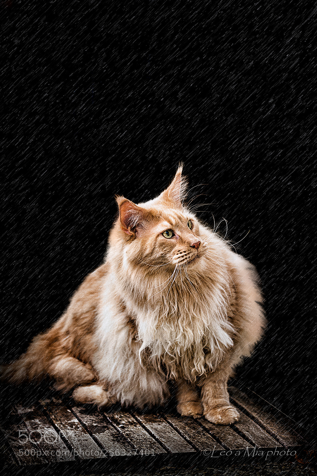 Nikon D7100 sample photo. In rain photography