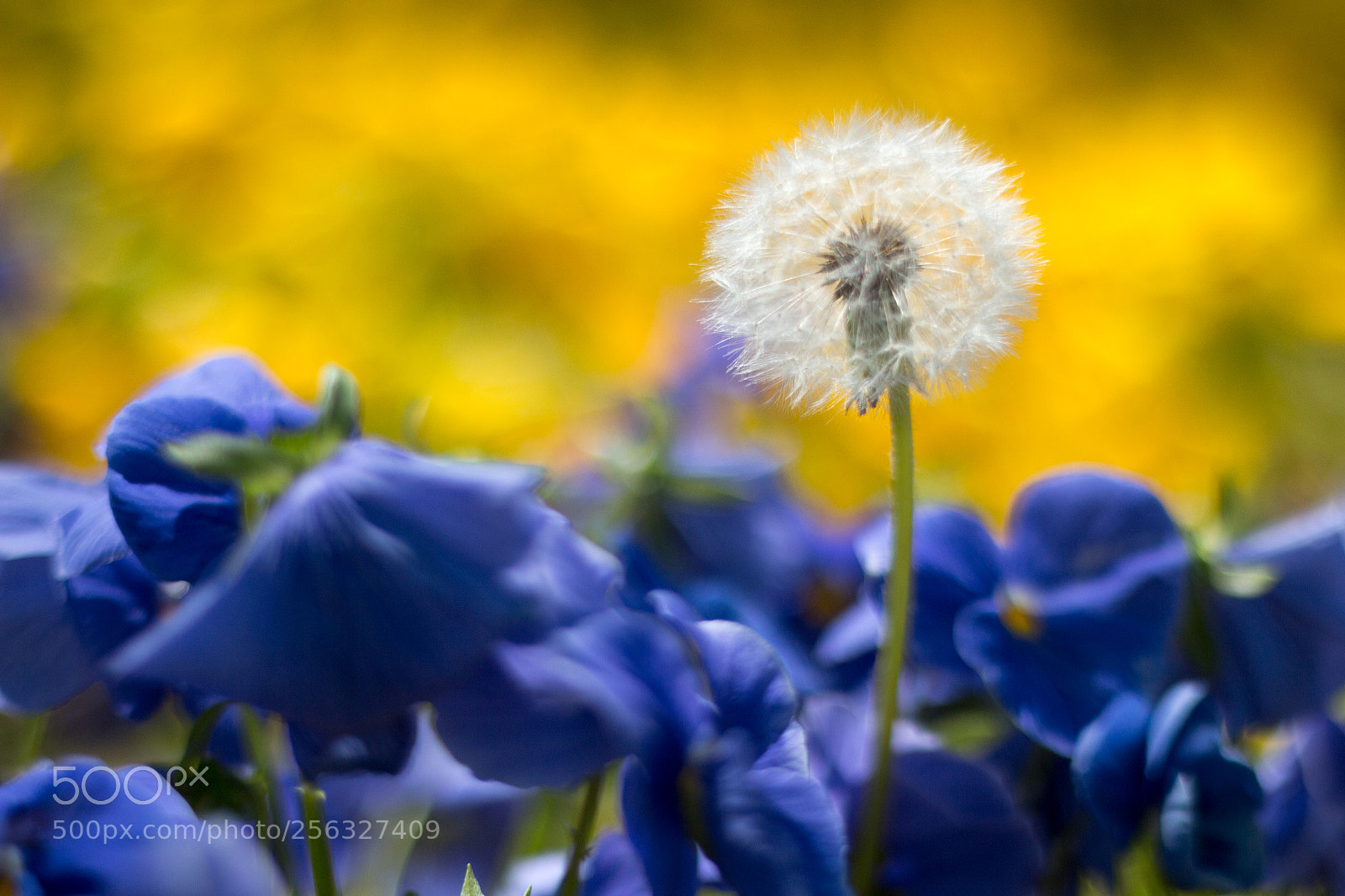 Canon EOS 700D (EOS Rebel T5i / EOS Kiss X7i) sample photo. Dandelion and flowers photography