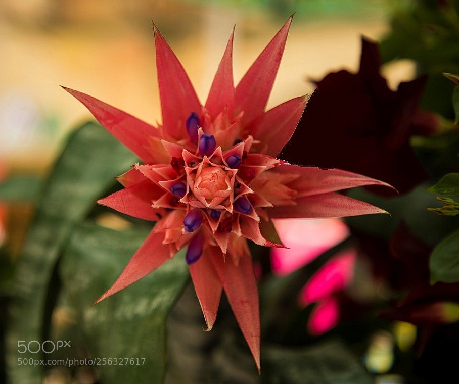 Canon EOS 6D sample photo. Ff9 photography