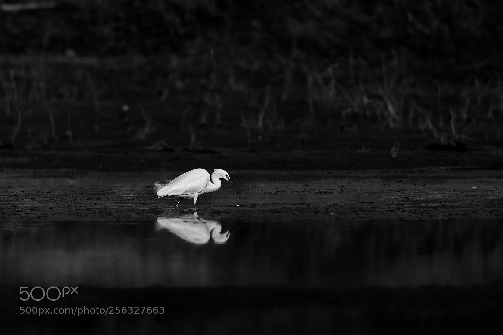Canon EOS 6D sample photo. Great white egret photography