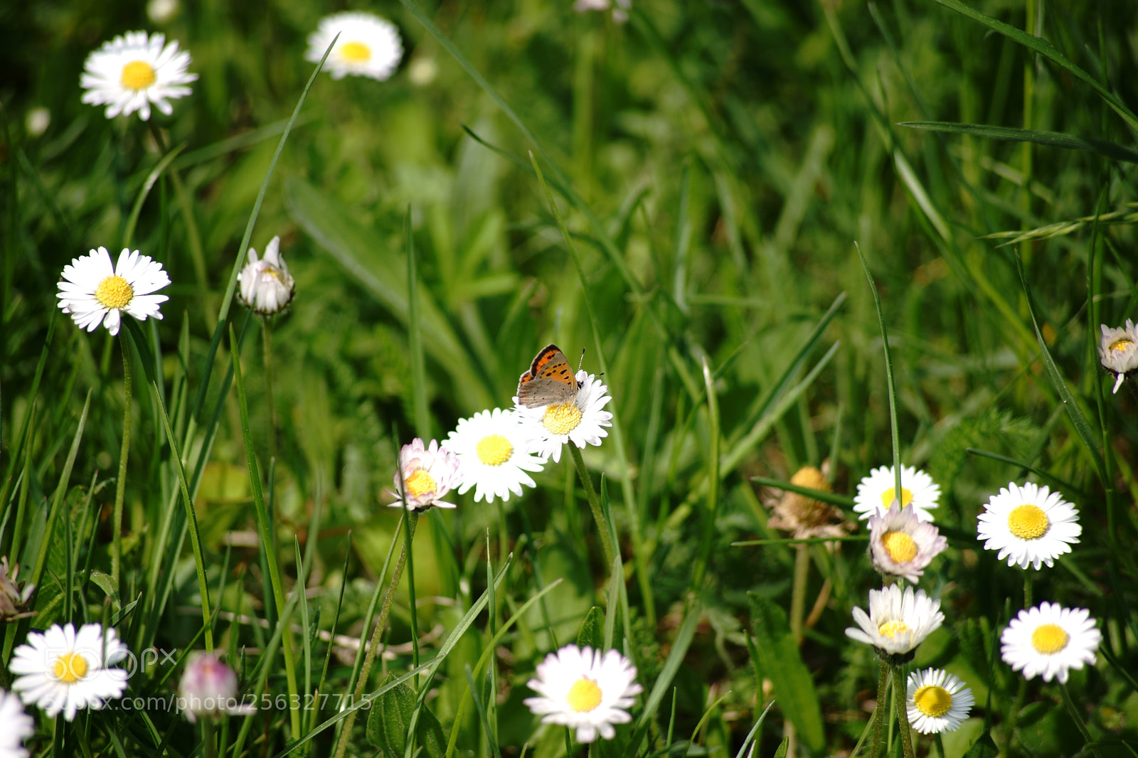 Sony a7 II sample photo. Small copper butterfly photography
