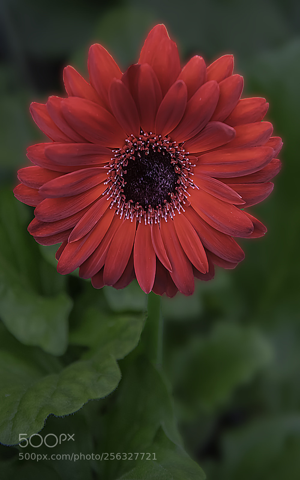 Canon EOS 5DS sample photo. Simply red photography