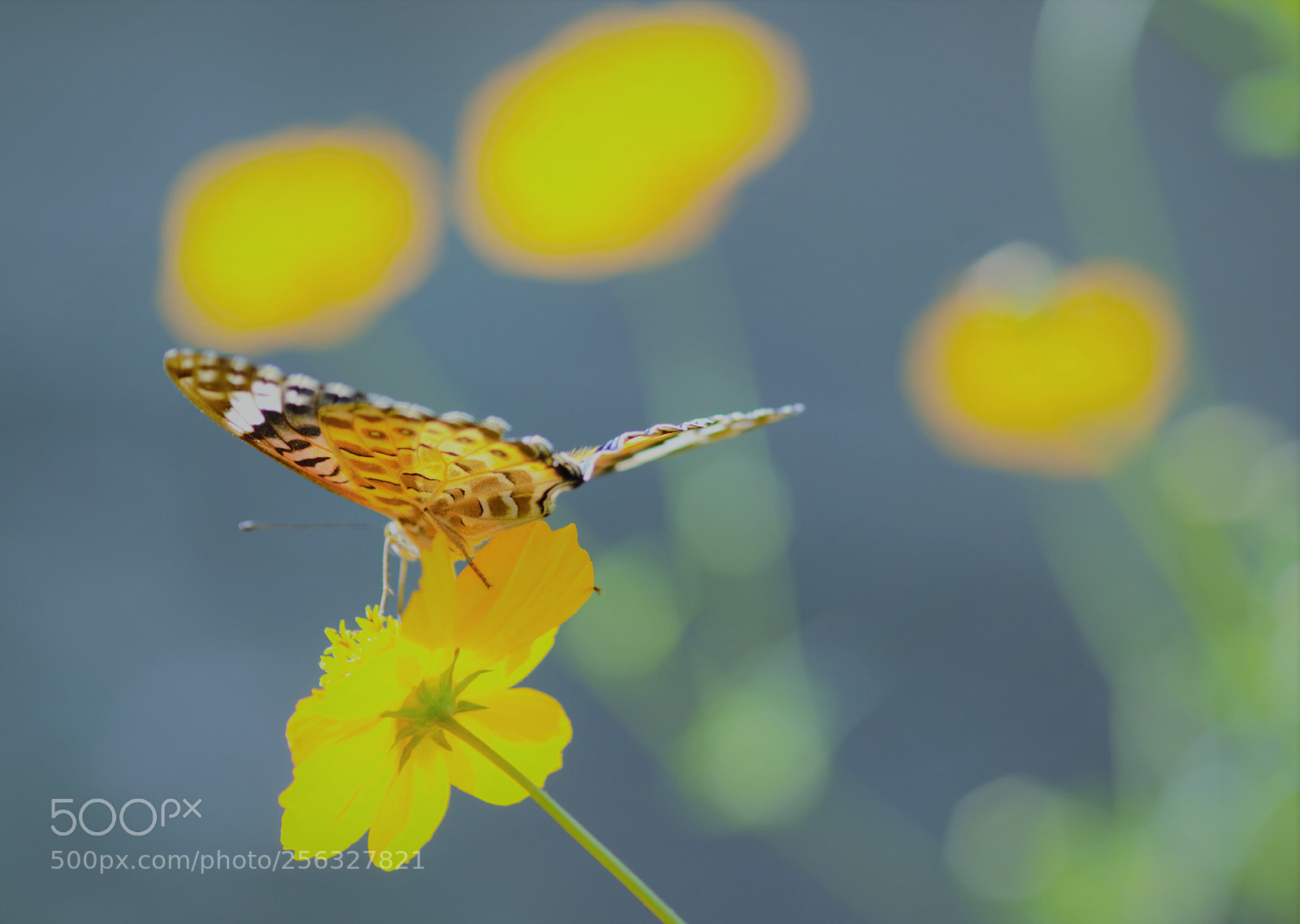 Nikon D7000 sample photo. Butterfly photography
