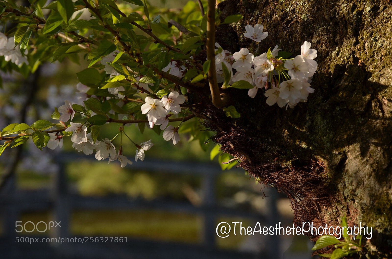 Nikon D5100 sample photo. Odayaka  photography