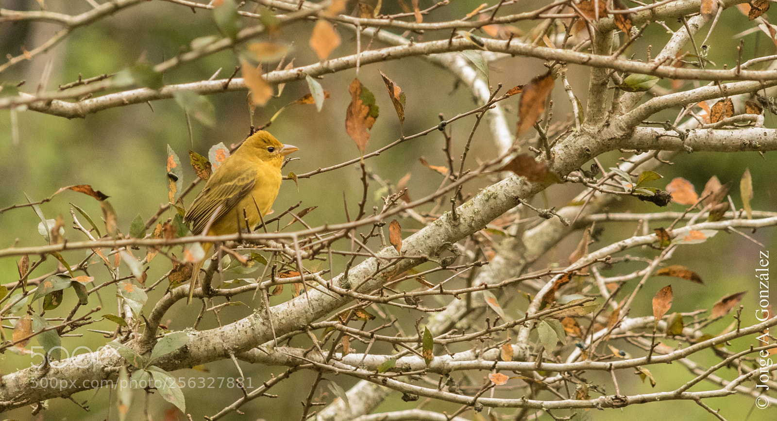 Canon EOS 7D Mark II sample photo. Summer tanager photography