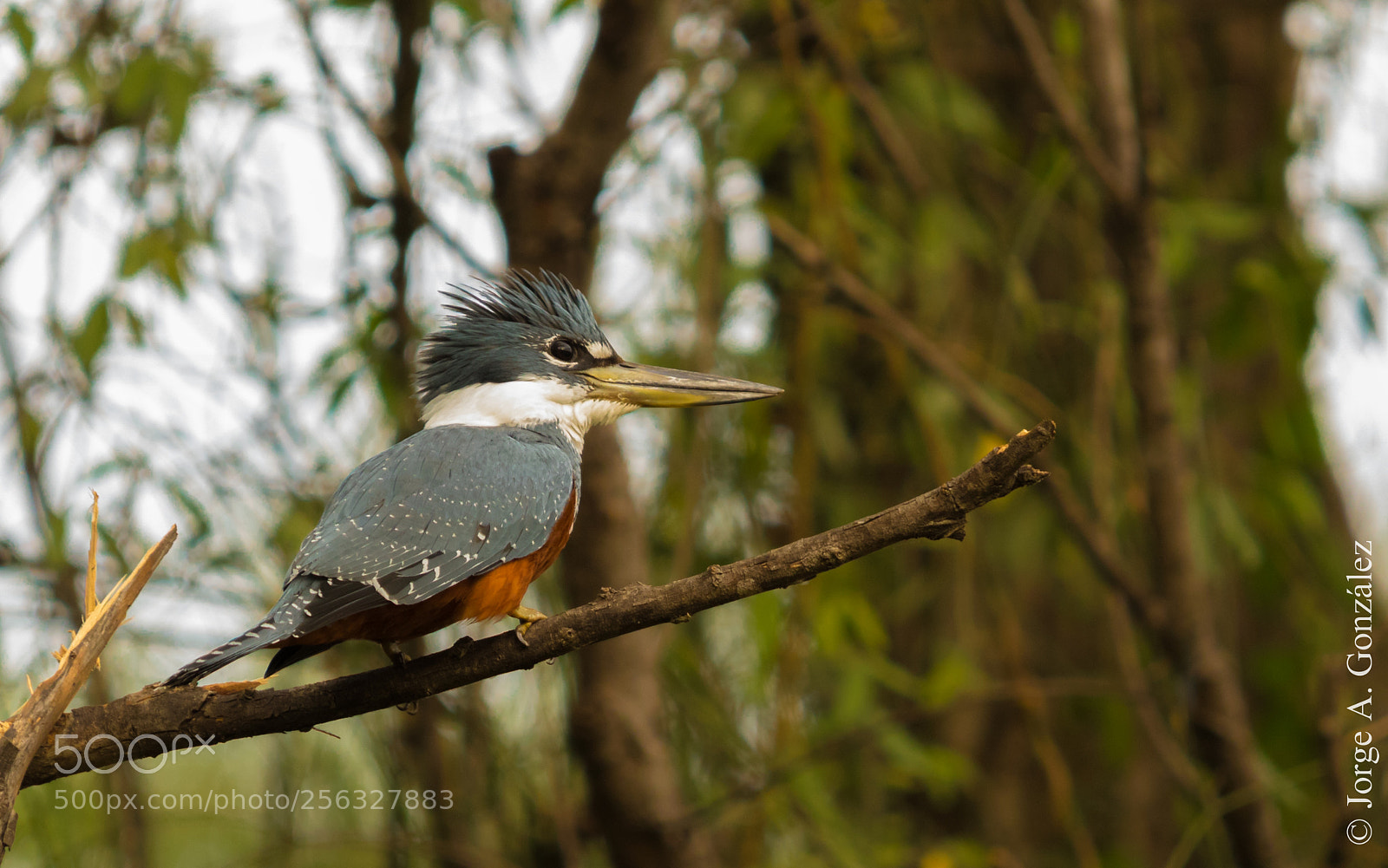 Canon EOS 7D Mark II sample photo. Kingfisher photography