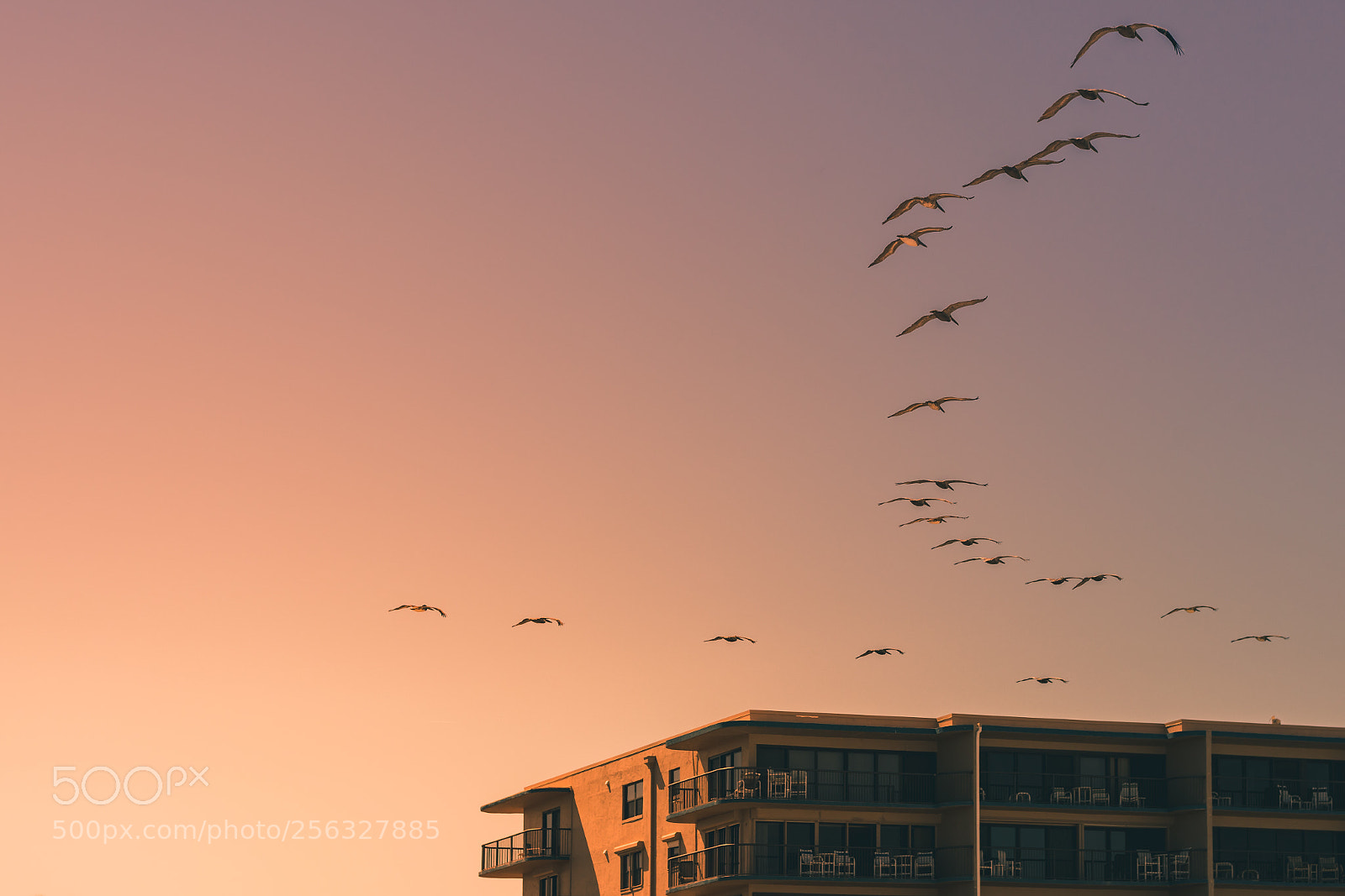 Canon EOS 80D sample photo. Pelican or pelican't? photography