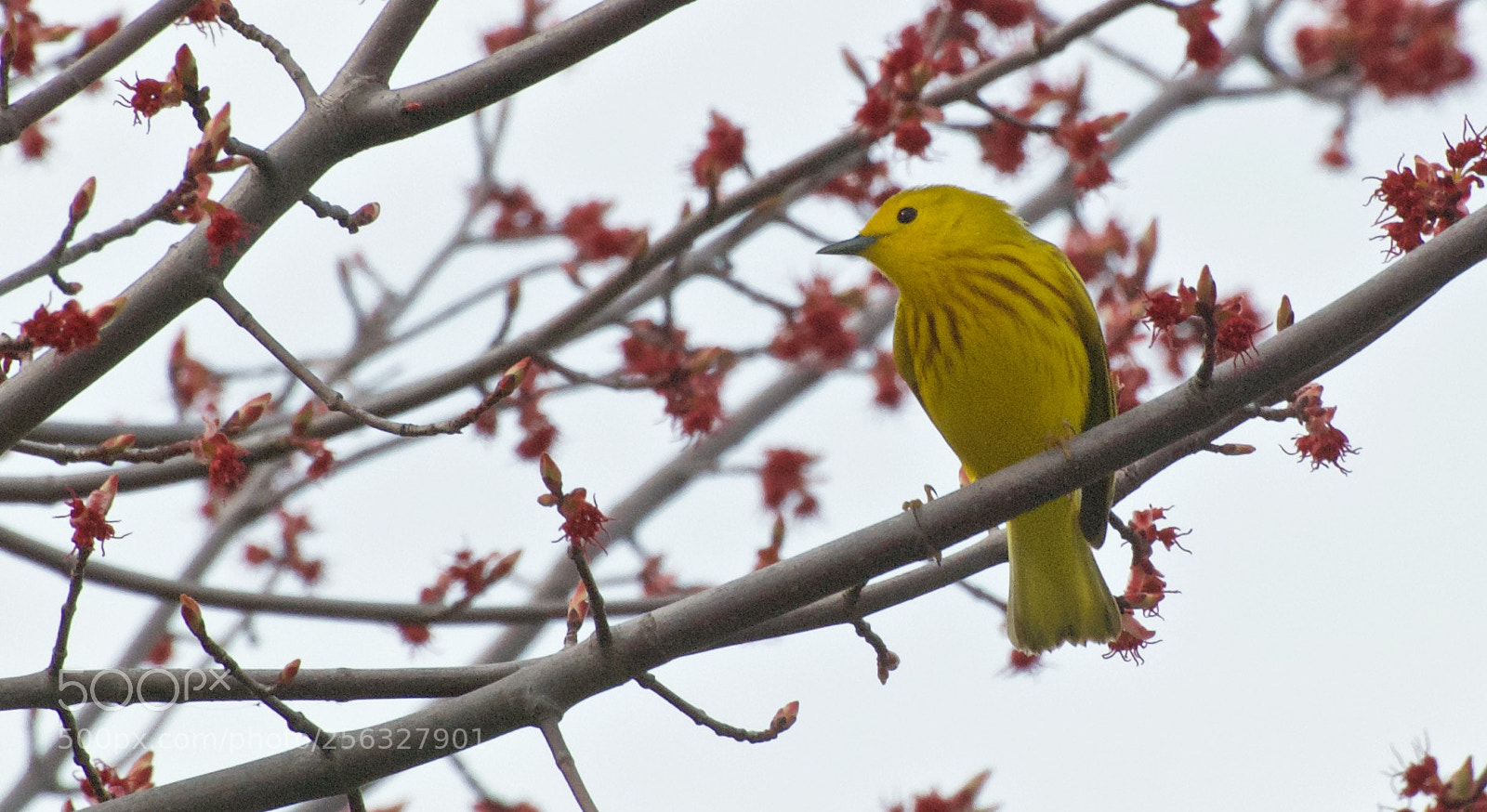 Nikon D80 sample photo. Yellow warbler photography