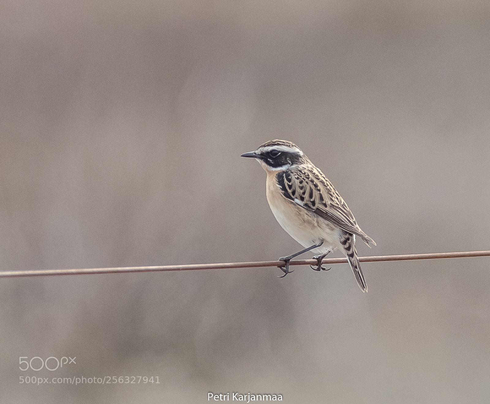 Canon EOS 7D Mark II sample photo. Saxicola rubetra photography