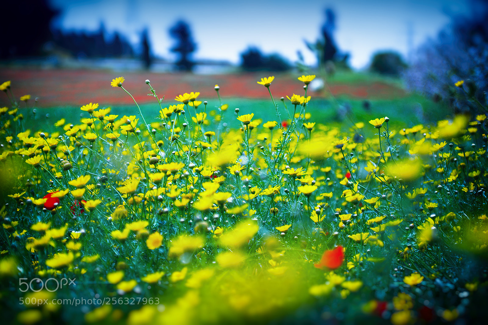 Nikon D600 sample photo. Natural fowers field photography
