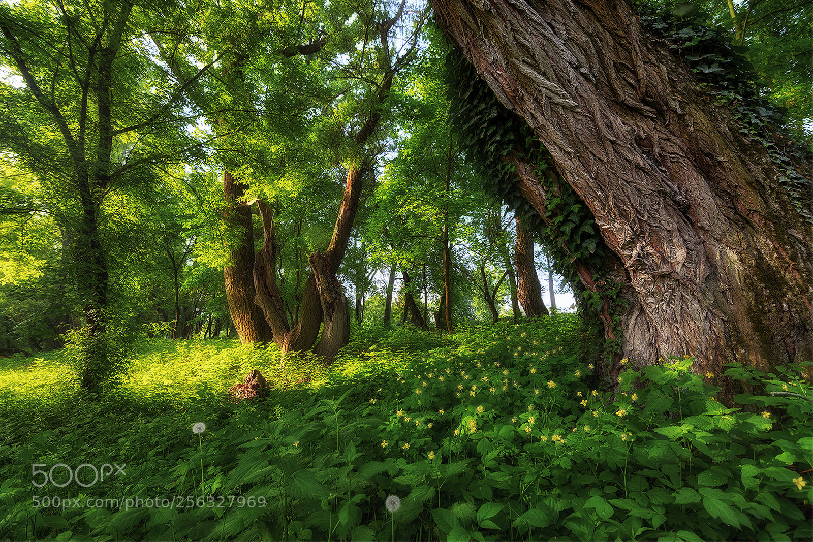 Nikon D5500 sample photo. Spring forest photography