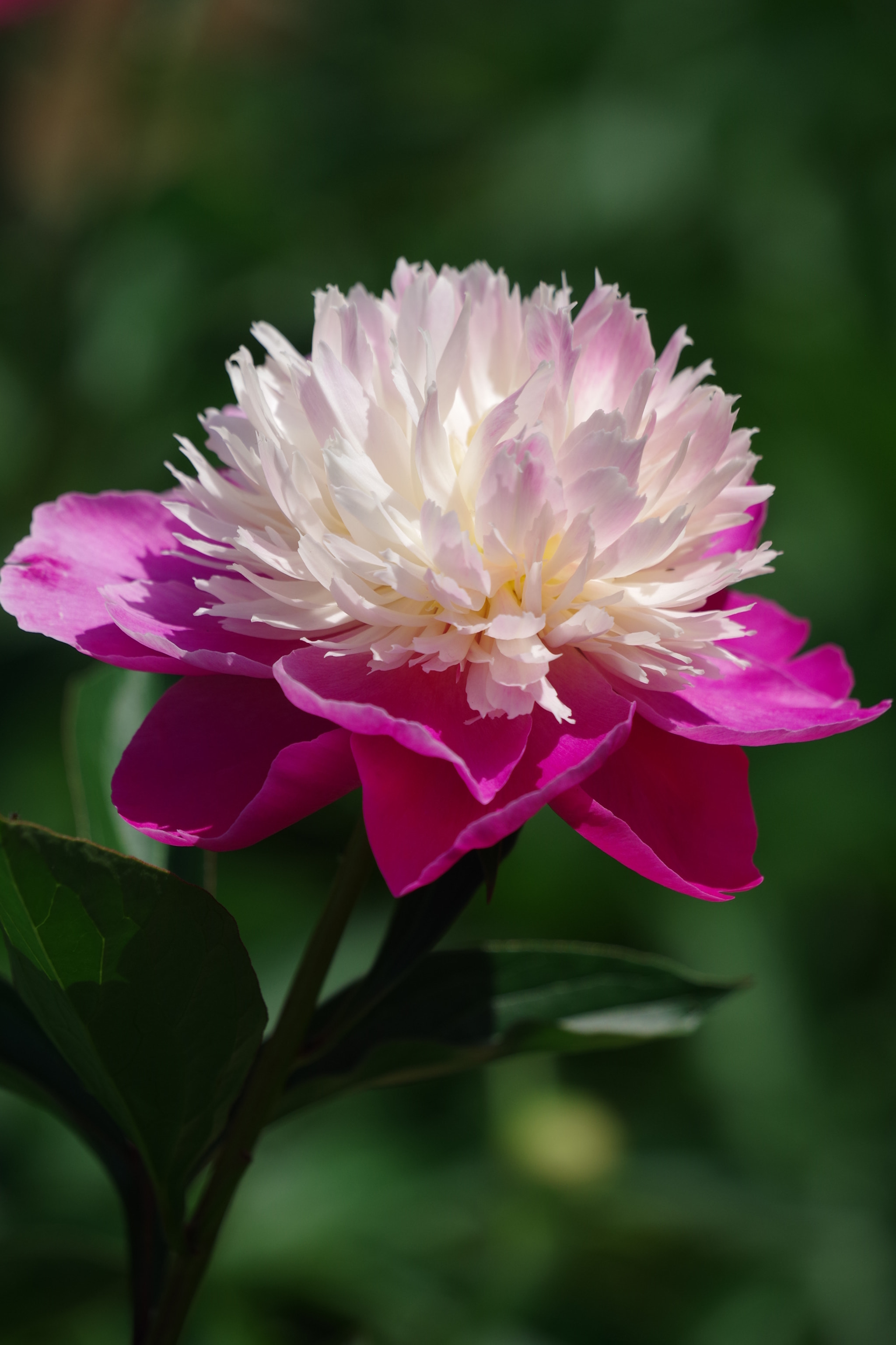 Pentax K-S2 sample photo. Chinese peony 2018 #8 photography