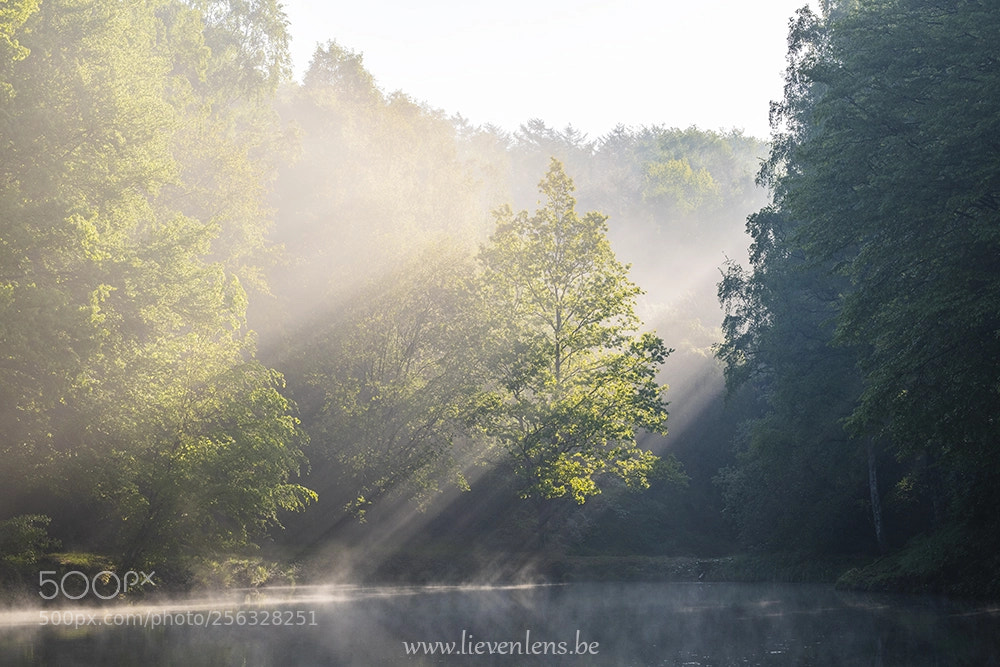 Nikon D850 sample photo. Sunbeams photography