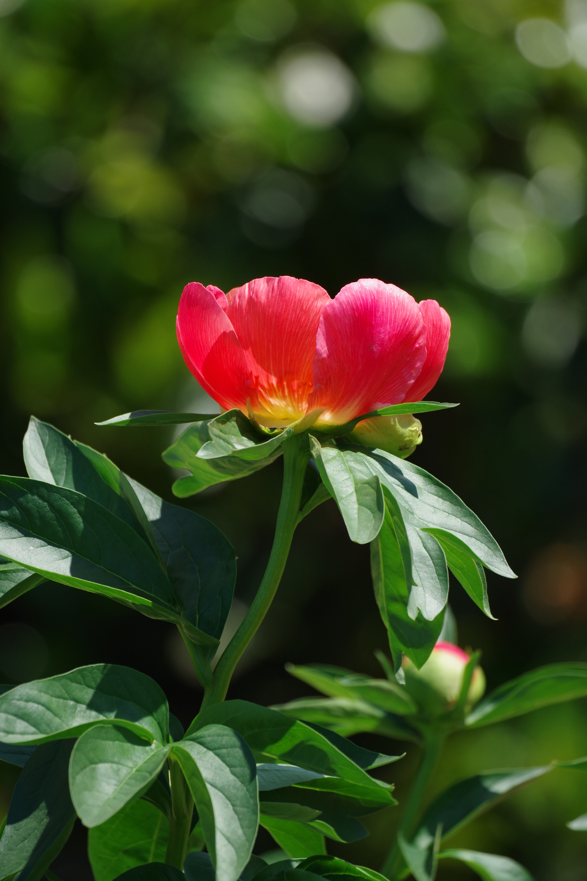 Pentax K-S2 sample photo. Chinese peony 2018 #9 photography