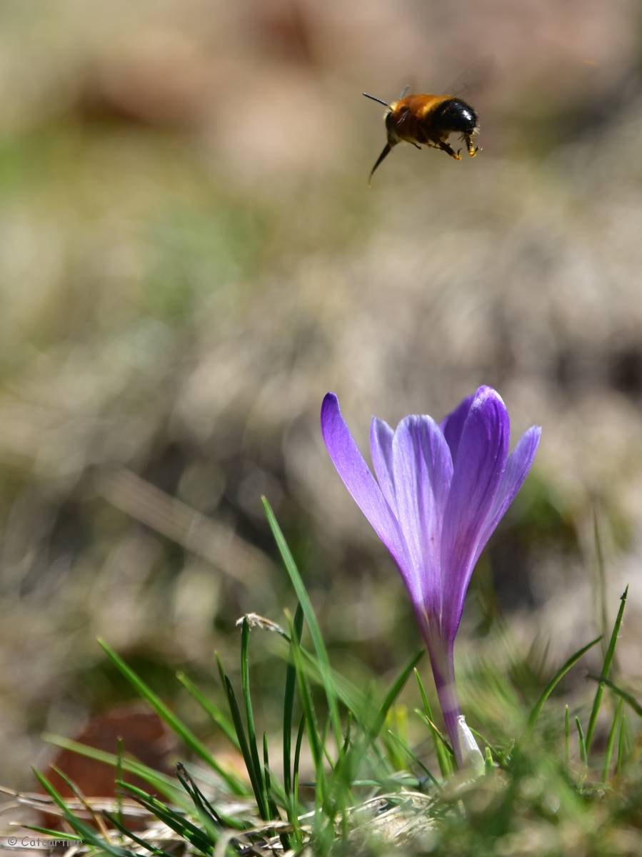 Nikon D750 + Nikon Nikkor AF-S 300mm F4E PF ED VR sample photo. Crocus versicolor photography