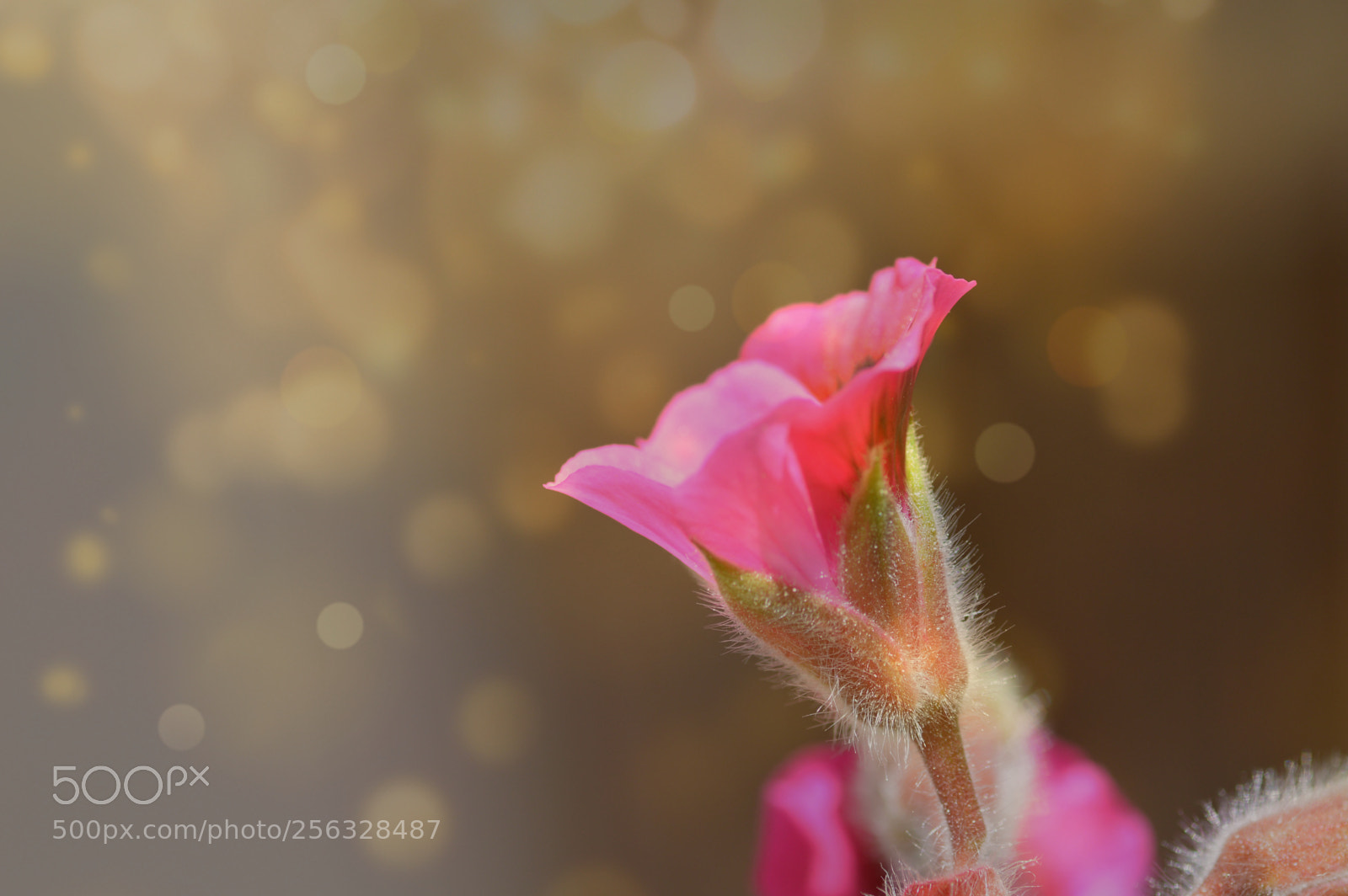 Nikon D3200 sample photo. Luz de la ma photography