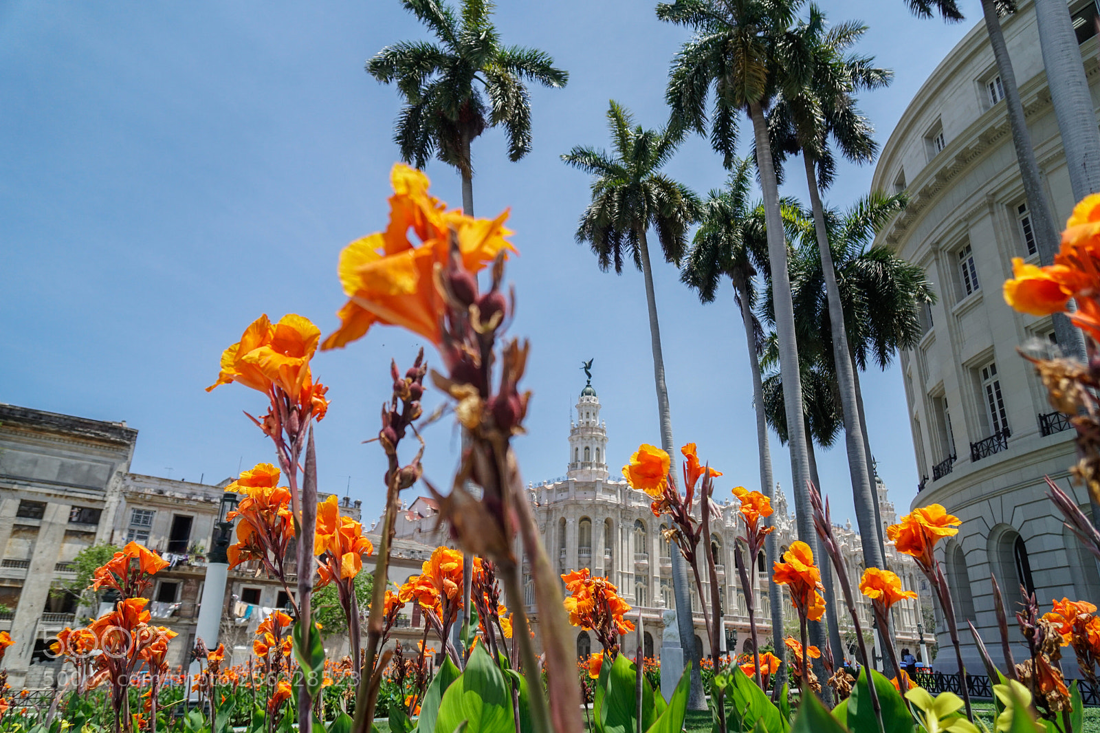 Sony a6500 sample photo. Flowers at la havana photography
