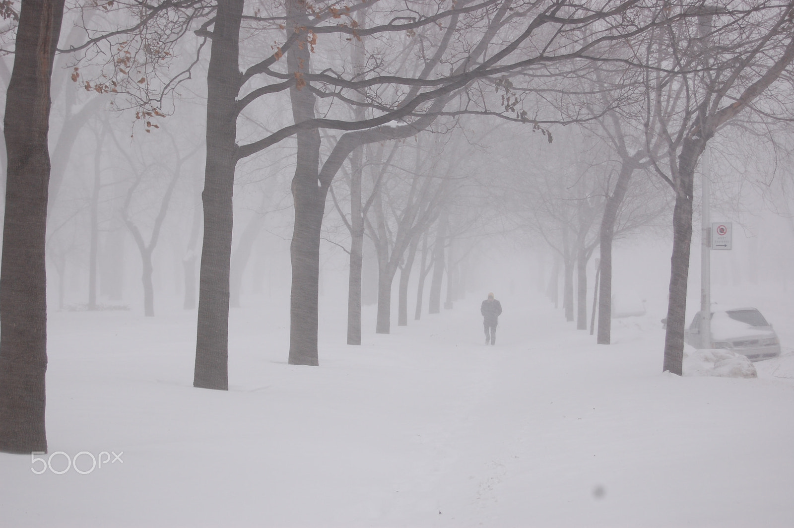 Nikon D40 sample photo. After the snow storm photography