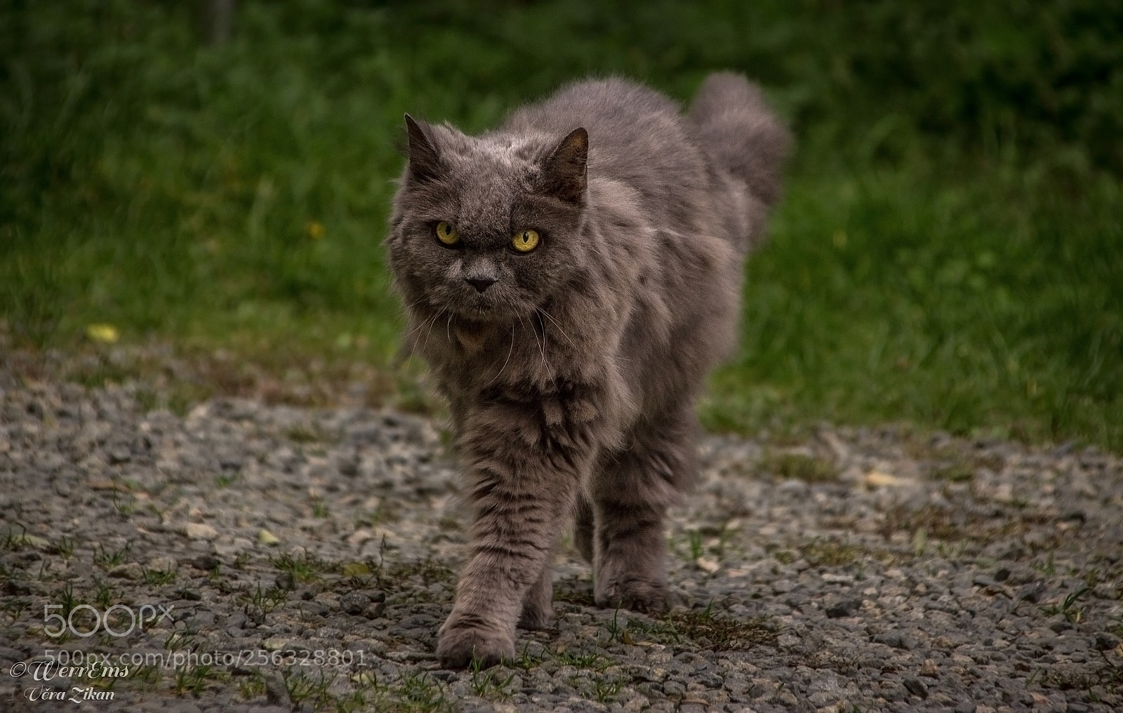 Canon EOS 1100D (EOS Rebel T3 / EOS Kiss X50) sample photo. British blue cat photography