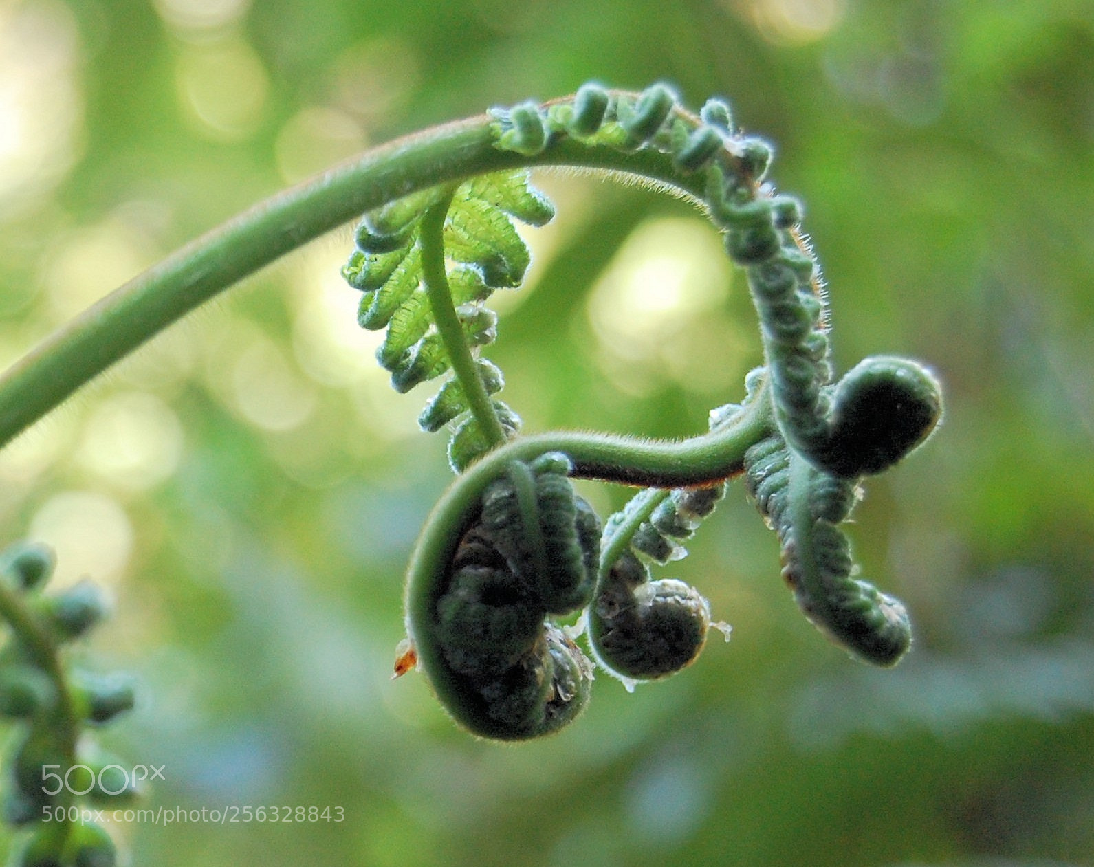 Nikon D40 sample photo. Costaricforest photography