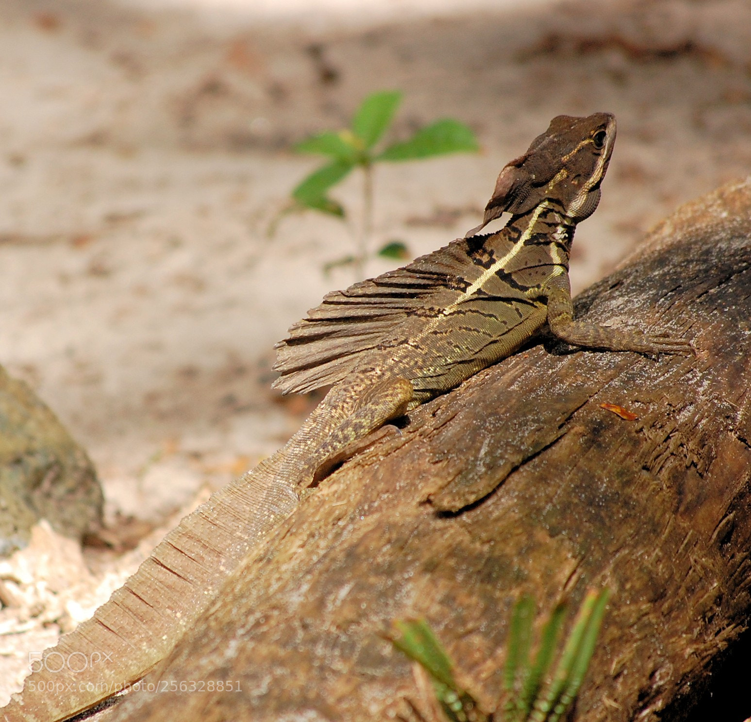 Nikon D40 sample photo. Costaricaiguana photography