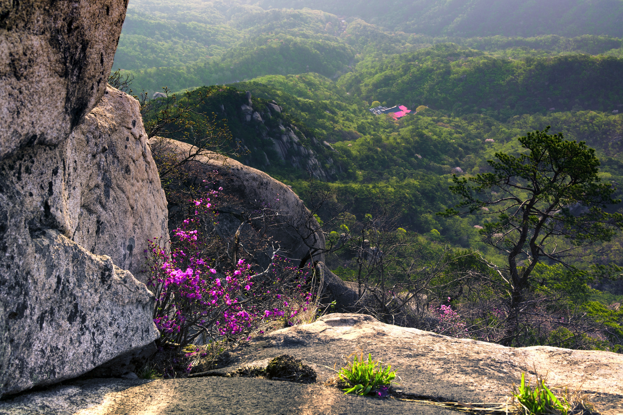 Sony Cyber-shot DSC-RX1R II sample photo. Azalea on mt.bukhan photography
