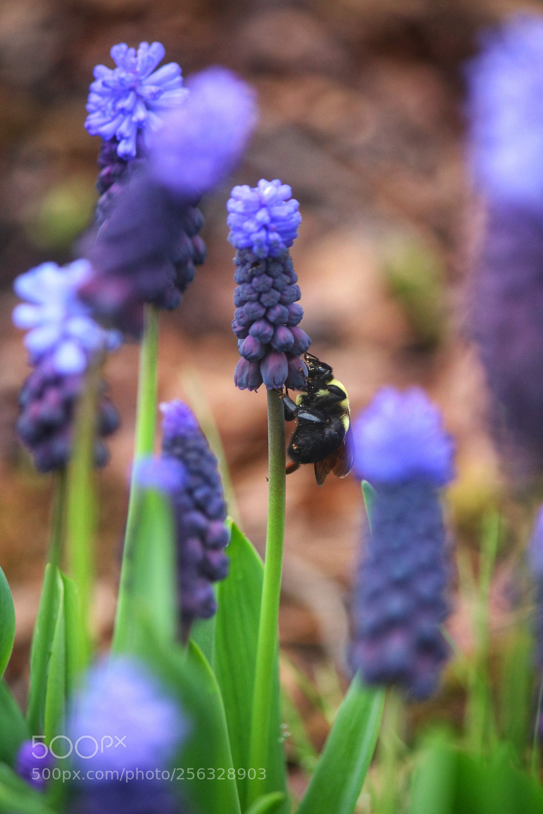 Canon EOS 750D (EOS Rebel T6i / EOS Kiss X8i) sample photo. Happiness photography