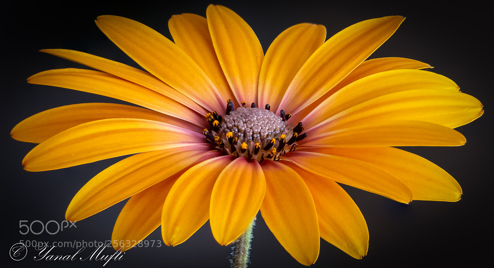 Canon EOS 70D sample photo. African daisy photography