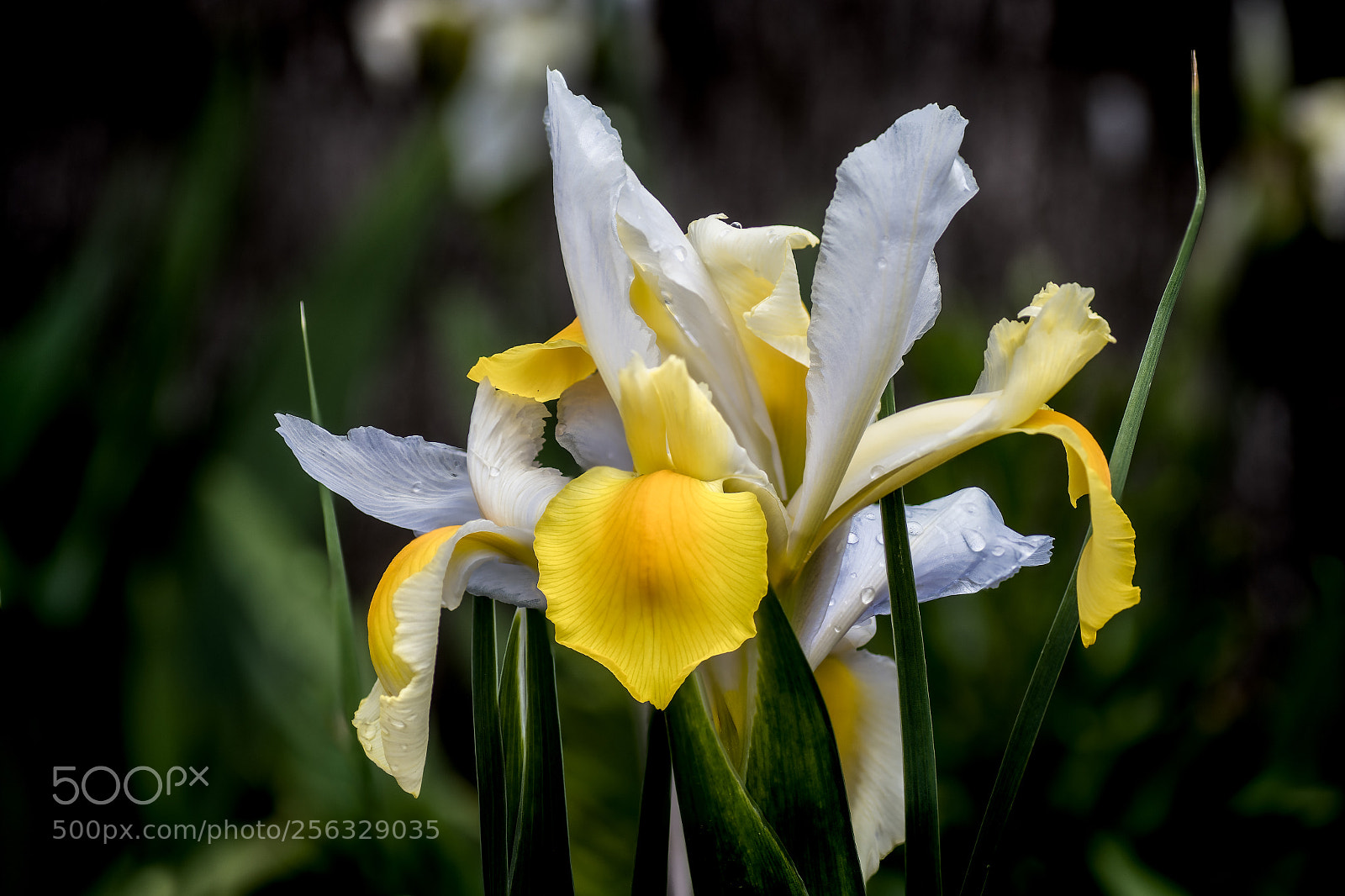 Nikon D7500 sample photo. Iris orientalis photography