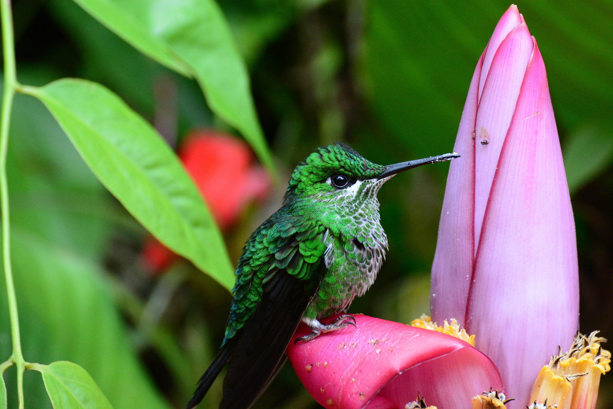 Nikon D5200 sample photo. Hummingbird photography