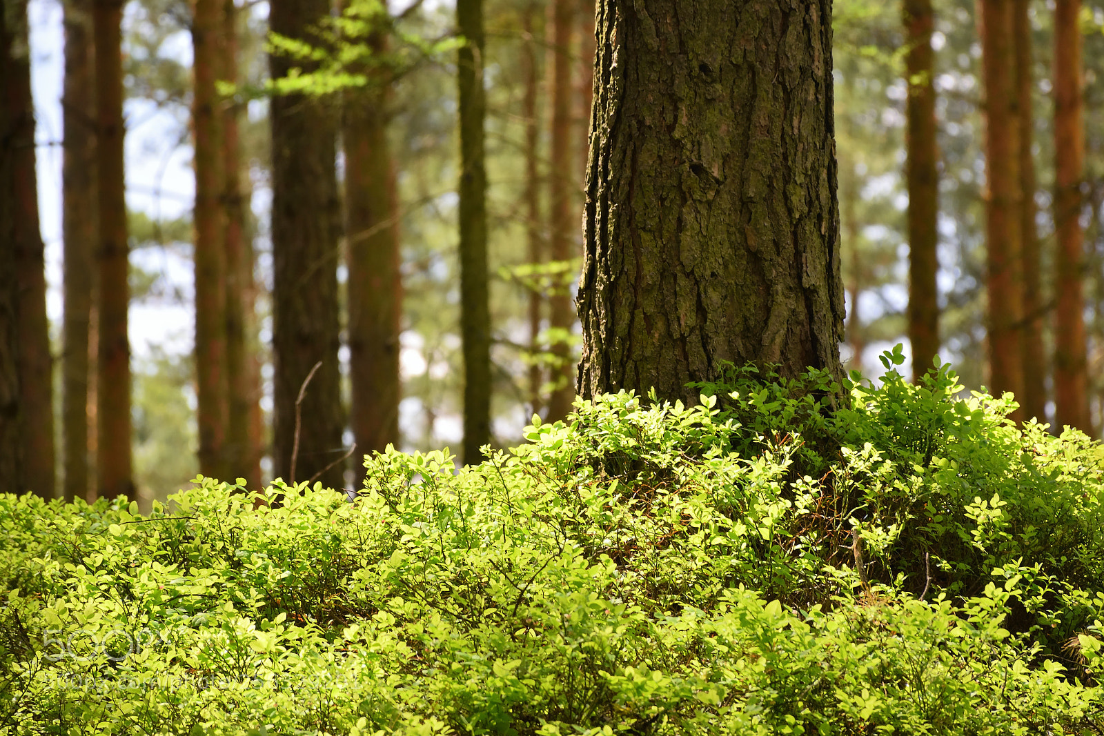 Nikon D5300 sample photo. Detail of spring pine photography